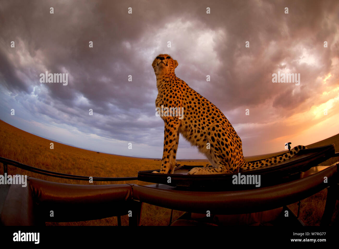 Le Guépard (Acinonyx jubatus) femmes 'Malaika maintien' attention aux rapaces de véhicule. Masai Mara, Kenya, Afrique Banque D'Images