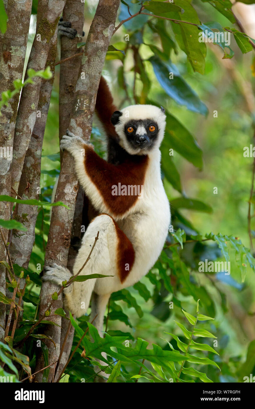 Coquerel's Sifaka (Propithecus coquereli) climbing tree, Palmarium, Madagascar Banque D'Images