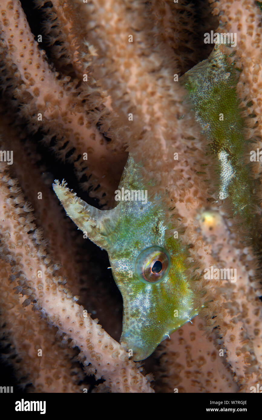 À queue poils (Balistes Acreichthys tomentosus) se cachant parmi les coraux, Budlaan Island, banc Danajon, Central Visayas, Philippines, Avril Banque D'Images