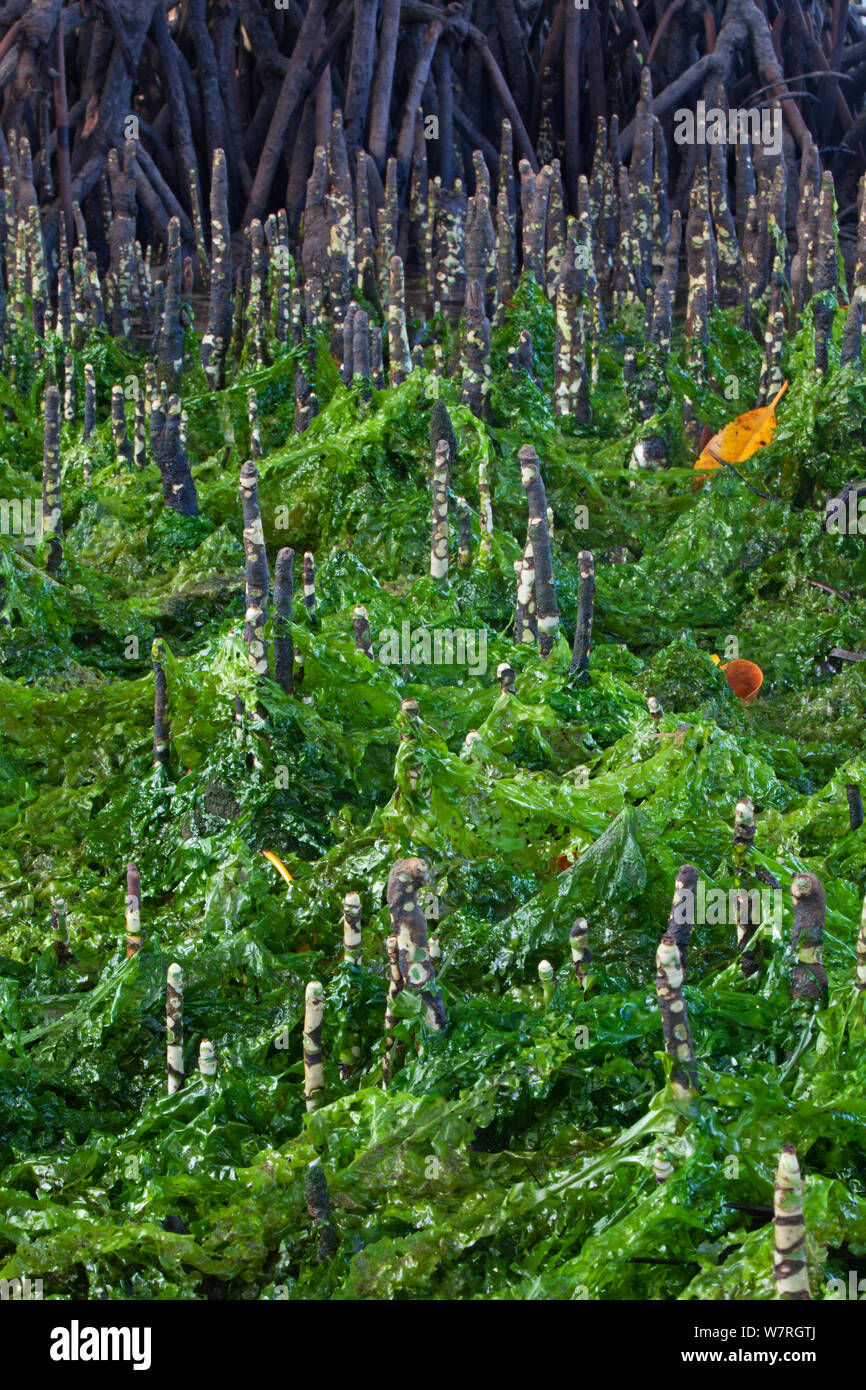 Les racines de mangrove recouvert d'algues, de l'île de Batasan, banc Danajon, Central Visayas, Philippines, Avril Banque D'Images