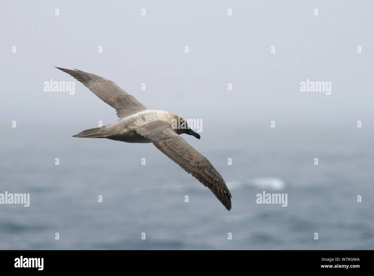 Les Albatros fuligineux Phoebetria palpebrata () volant au-dessus de Passage de Drake, Argentine Banque D'Images