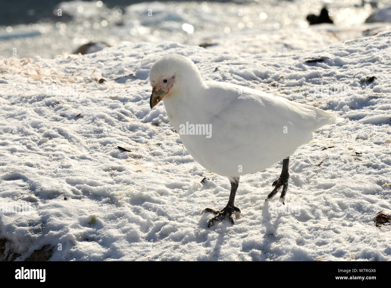 Sheathbill enneigé (Chionis alba) randonnée pédestre sur neige, Neko Harbour, baie Andvord. La péninsule antarctique, l'Antarctique Banque D'Images