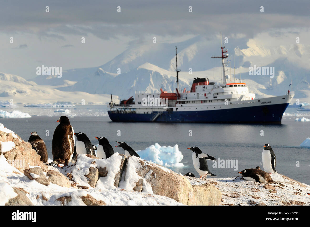 Manchots papous (Pygoscelis papua) et le paquebot de croisière antarctique Ushuaia 'MV' dans Neko Harbour, baie Andvord. La péninsule antarctique, l'Antarctique. Banque D'Images