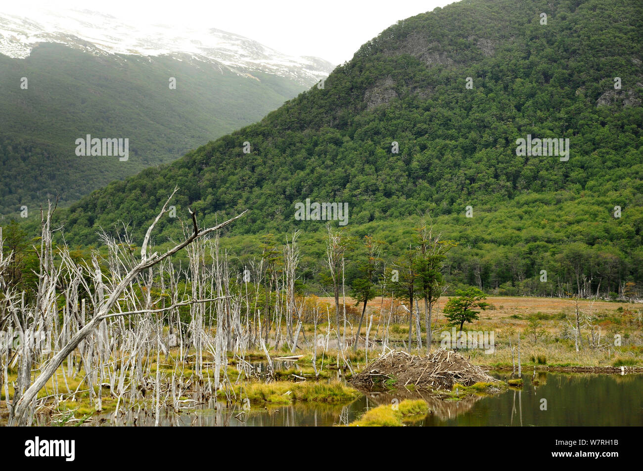 Paysage de tourbières dans la région de Tierra del Fuego avec Castor du Canada (Castor canadensis) barrage, une espèce envahissante (introduite pour des fourrures). L'Argentine Banque D'Images