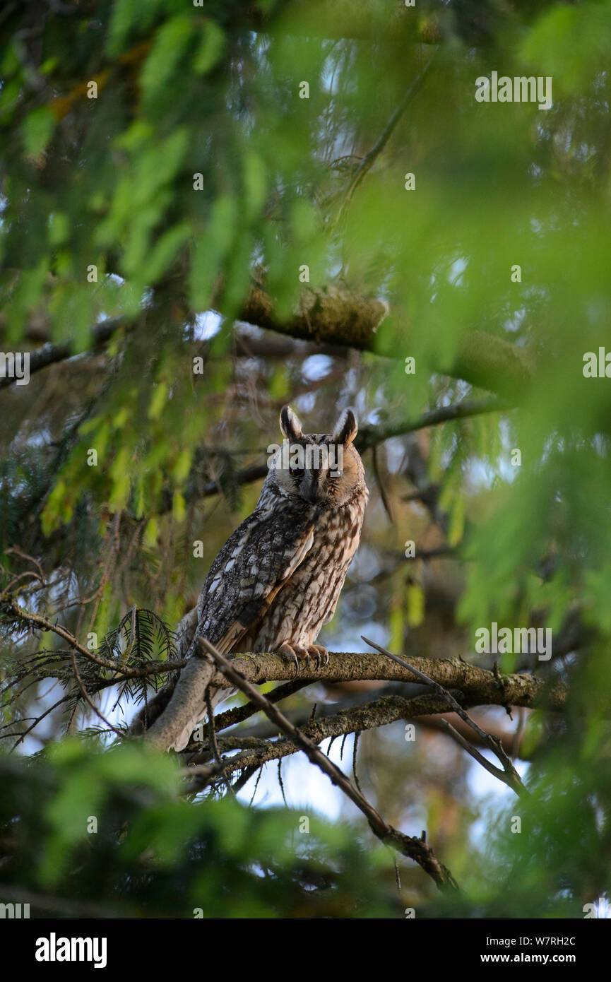 Femme Long-eared Owl (Asio otus) perché sur une épinette, le sud de l'Estonie, juin. Banque D'Images