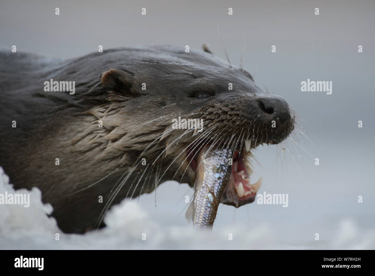 Loutre d'Europe (Lutra lutra) manger un poisson dans la neige, le sud de l'Estonie, janvier. Banque D'Images