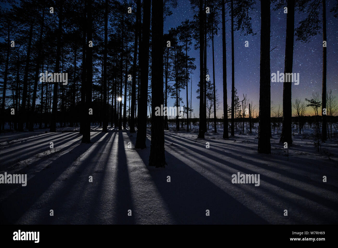 De longues ombres de lune sur un paramètre pin (Pinus sylvestris) croissant dans la tourbière, avec faible Aurore boréale, le sud de l'Estonie , en janvier. Banque D'Images