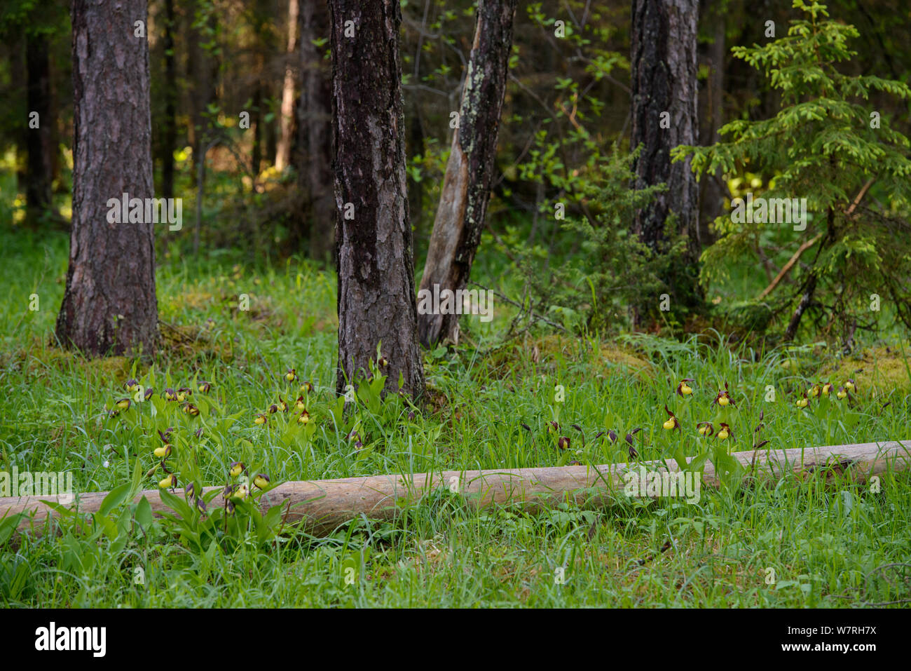 Lady's Slipper orchids (Cypripedium calceolus) en fleur après la pluie de printemps entouré de pins, le nord de l'Estonie, mai. Banque D'Images