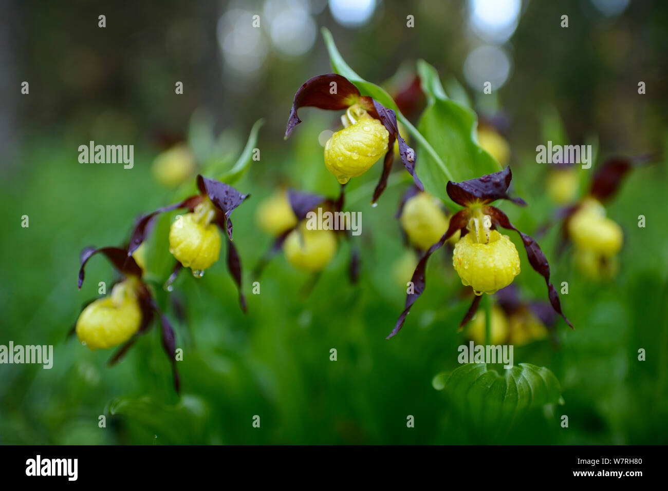 Lady's Slipper orchids (Cypripedium calceolus) en fleur après la pluie du printemps, le nord de l'Estonie, mai. Banque D'Images