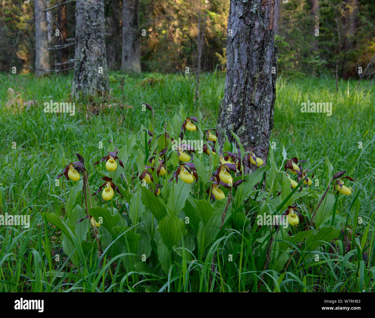 Lady's Slipper orchids (Cypripedium calceolus) en fleur après la pluie de printemps entouré de pins, le nord de l'Estonie, mai. Banque D'Images
