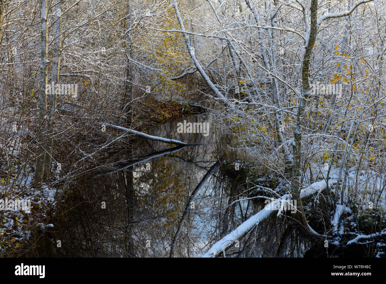 Première neige sur les arbres aux couleurs d'automne au bord d'une rivière dans le sud de l'Estonie, octobre. Banque D'Images