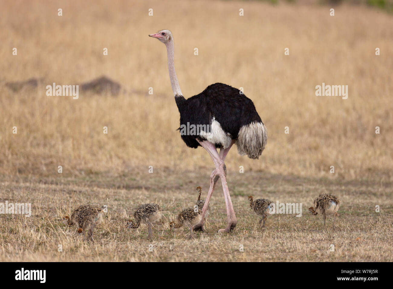 Autruche (Struthio camelus) avec les poussins mâles, Masai-Mara Game Reserve, Kenya Banque D'Images