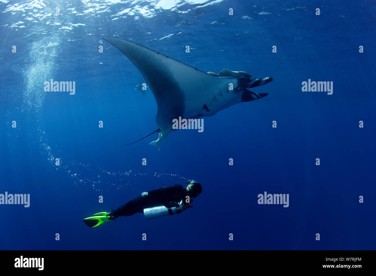 Scuba Diver et manta (manta birostris), San Benedicto, Îles Revillagigedo (Socorro), du Mexique, de l'Océan Pacifique Banque D'Images