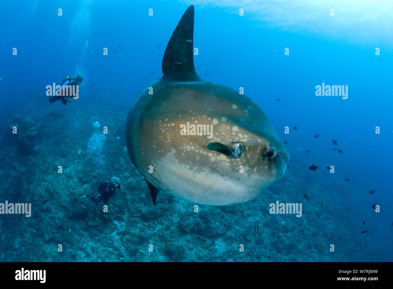 Les plongeurs avec Ocean Poisson-lune (Mola mola) Crystal Bay, Nusa Penida, île de Bali, Indonésie, l'Océan Pacifique Banque D'Images