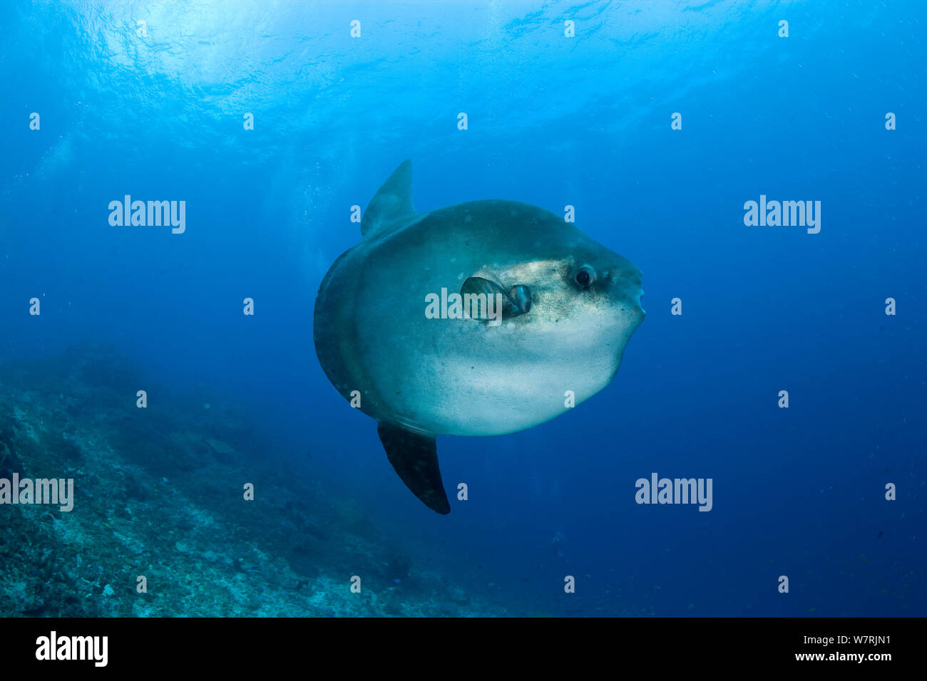 Diodon Mola Banque D Image Et Photos Alamy