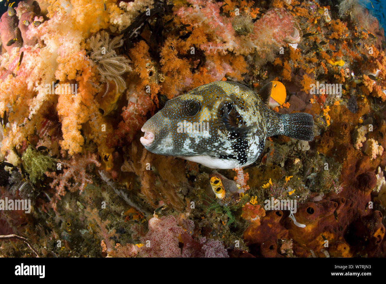 Site puffer (Arothron mappa) Raja Ampat, l'Irian Jaya, en Papouasie occidentale, en Indonésie, l'Océan Pacifique Banque D'Images