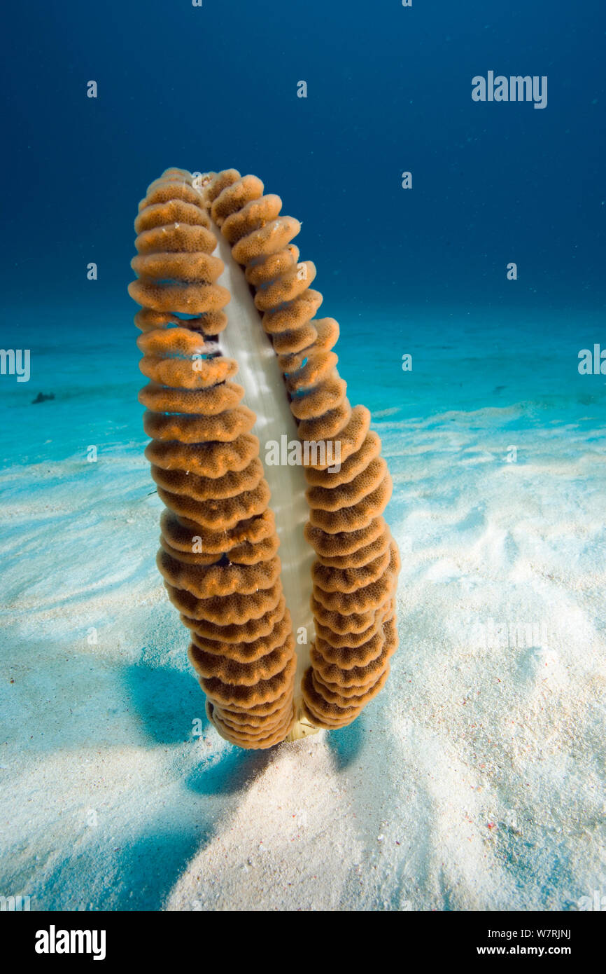 Stylo, la mer (Pteroeides sp.) , Raja Ampat, l'Irian Jaya, en Papouasie occidentale, en Indonésie, l'Océan Pacifique Banque D'Images