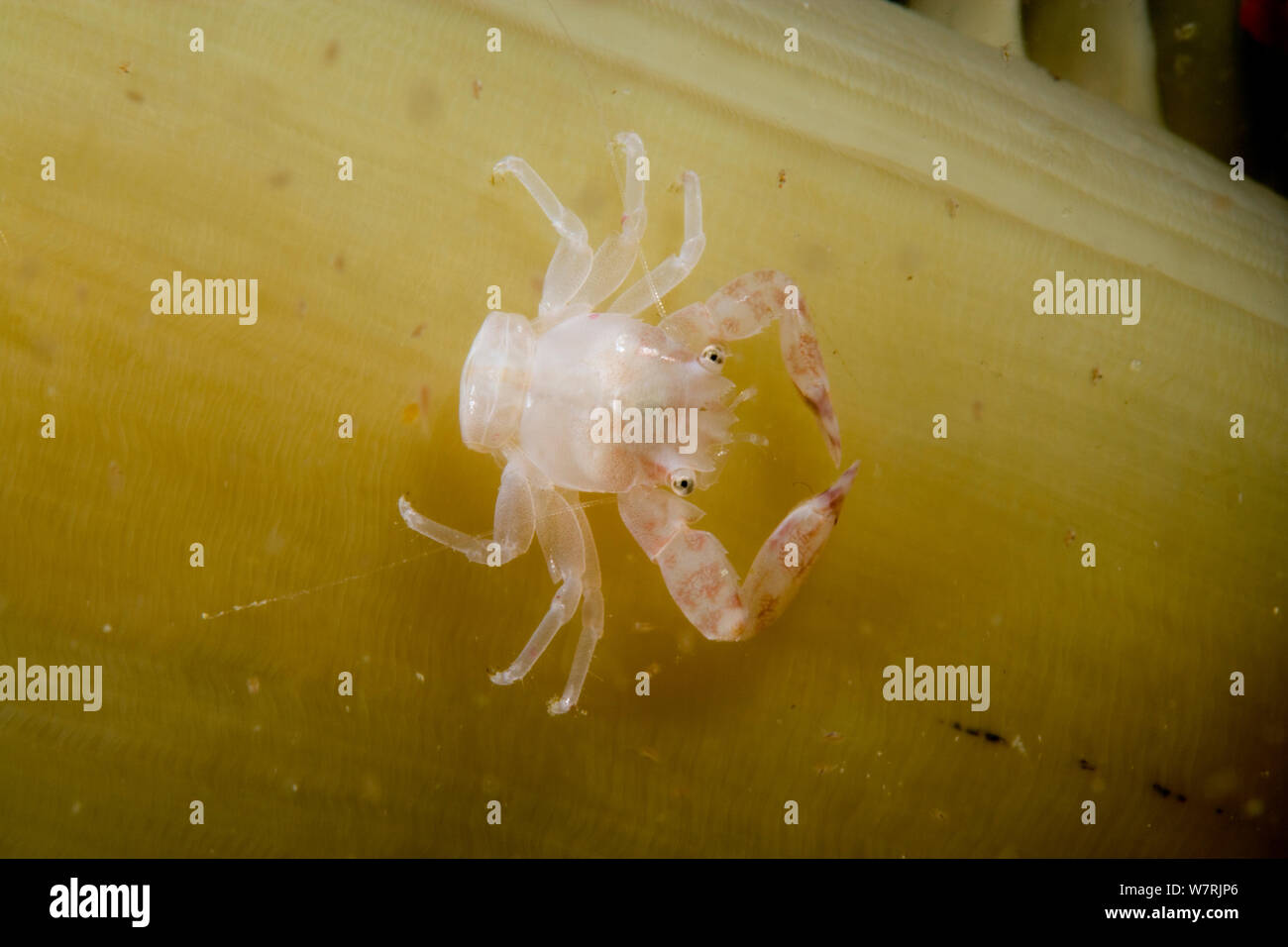 Crabe porcelaine (Porcellanella triloba) sur une mer stylo, Raja Ampat, l'Irian Jaya, en Papouasie occidentale, en Indonésie, l'Océan Pacifique Banque D'Images