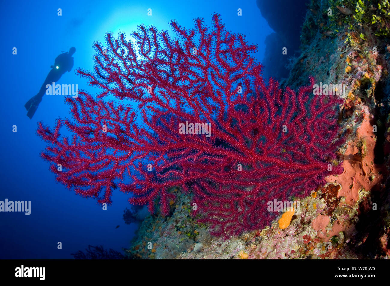 Scuba Diver avec gorgonia rouges (Paramuricea clavata) 'Le Formiche' site de plongée, l'île de Ponza, Italie, Méditerranée, Mer Tyrrhénienne Banque D'Images