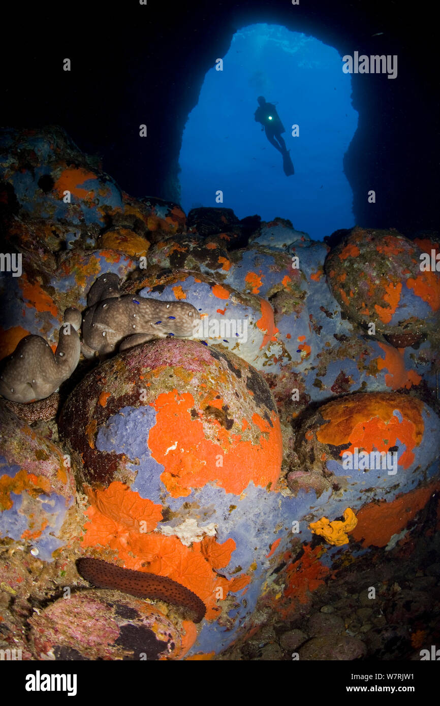 Plongée sous marine dans la grotte et les rochers recouvert d'éponges, de l'île de Ponza, Italie, Méditerranée, Mer Tyrrhénienne Banque D'Images