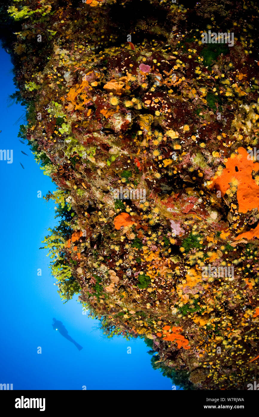 Scuba Diver et mur recouvert d'éponges et de coraux d'eau chaude (Astroides calycularis) île de Ponza, Italie, Méditerranée, Mer Tyrrhénienne Banque D'Images