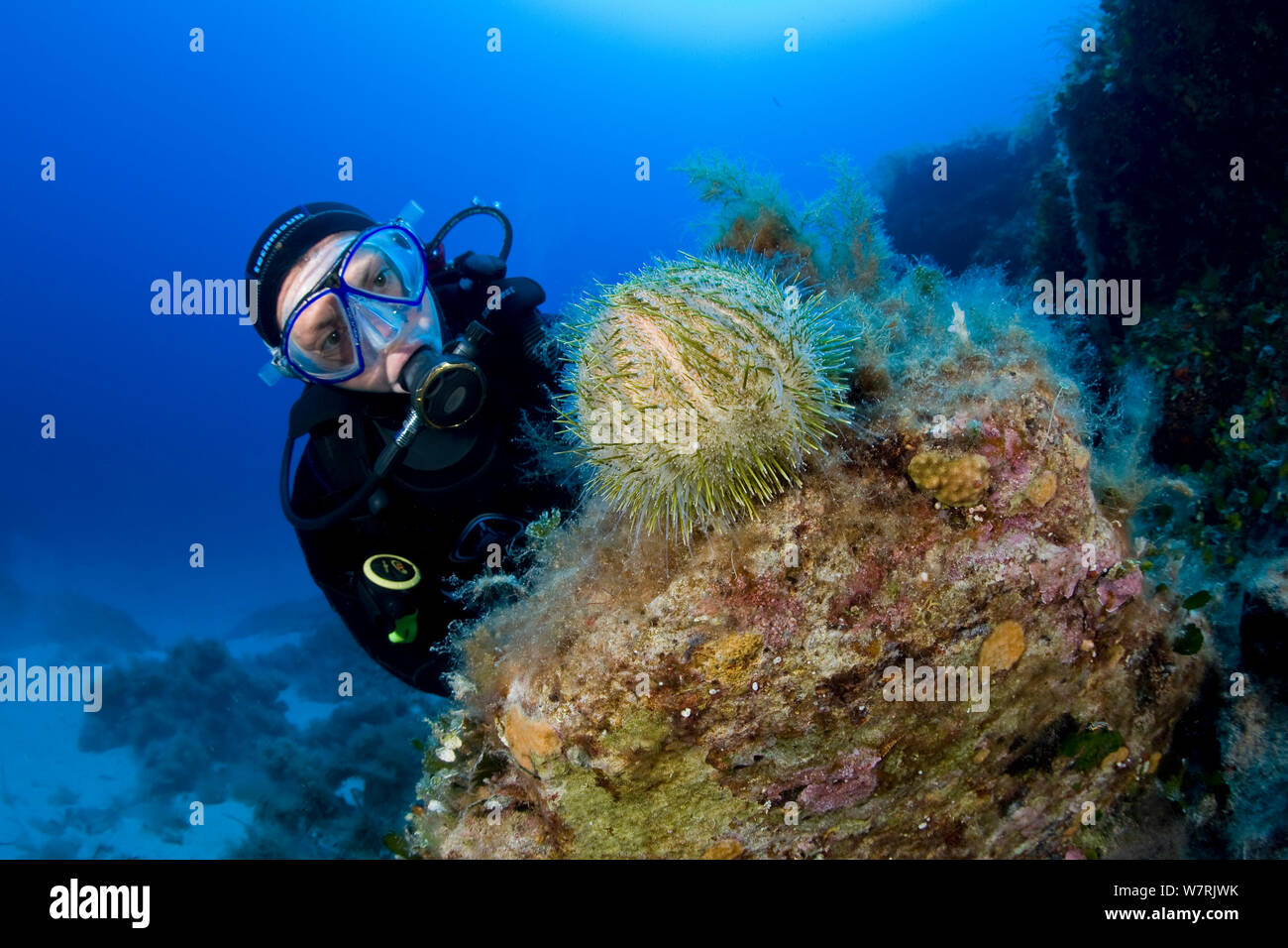 Scuba Diver et oursin Echinus melo) l'île de Ponza, Italie, Méditerranée, Mer Tyrrhénienne Banque D'Images