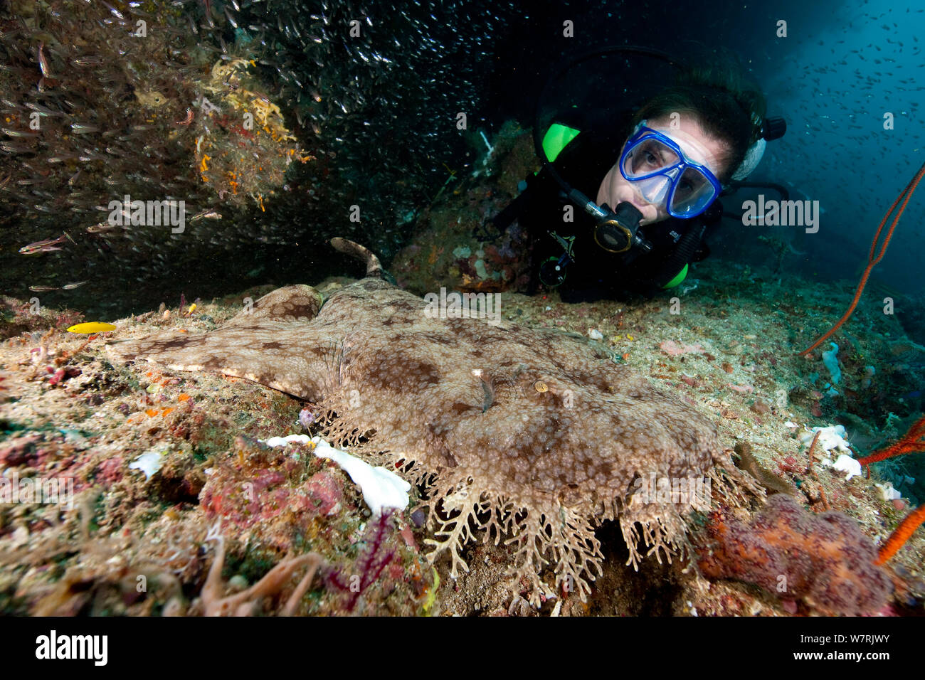 Scuba Diver avec Eucrossorhinus dasypogon wobbegong à pampilles (Kaléidoscope) Point, l'île Pelée, Raja Ampat, l'Irian Jaya, en Papouasie occidentale, en Indonésie, l'Océan Pacifique Banque D'Images