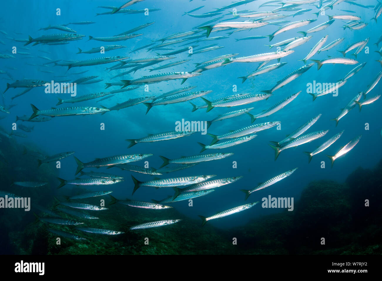 Banc de barracudas (Sphyraena sphyraena) l'île d'Ischia, Italie, Méditerranée, Mer Tyrrhénienne Banque D'Images