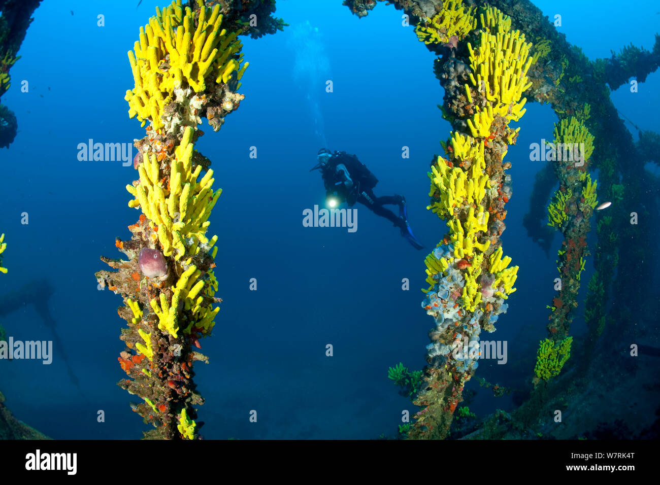 Scuba Diver et éponges Aplysina cavernicola (jaune) sur Brioni Steamship épave, l'île de Vis, Croatie, Mer Adriatique, Mer Méditerranée Banque D'Images