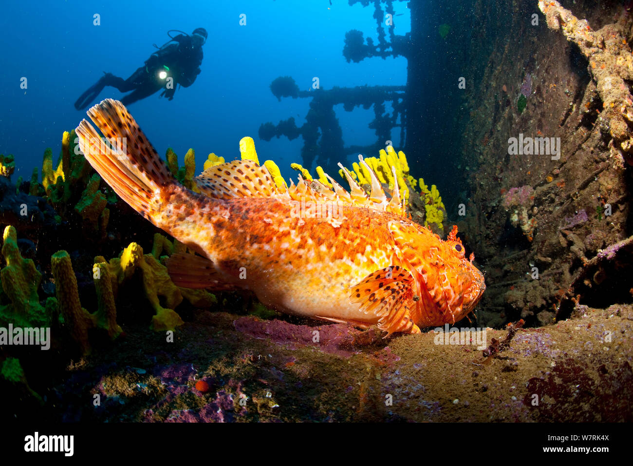 Scuba Diver et grand sébaste (Scorpaena scrofa) sur Brioni Steamship épave, l'île de Vis, Croatie, Mer Adriatique, Mer Méditerranée Banque D'Images