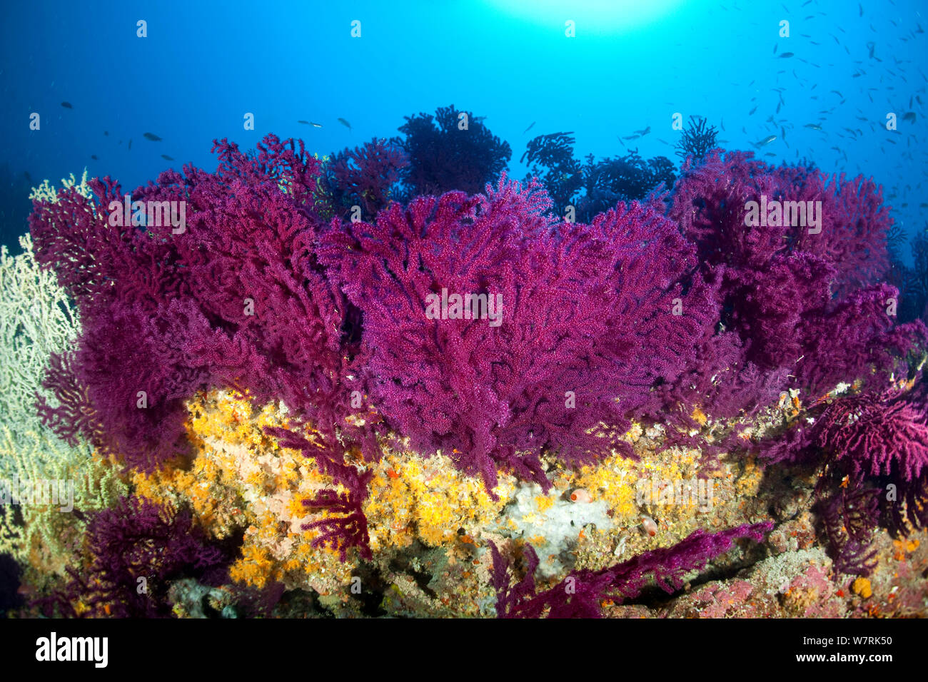 Ventilateur de la mer Rouge (Paramuricea clavata) et jaune (Parazoanthus axinellae anémones cluster) mur de Bisevo, l''île de Vis, Croatie, Mer Adriatique, Mer Méditerranée Banque D'Images