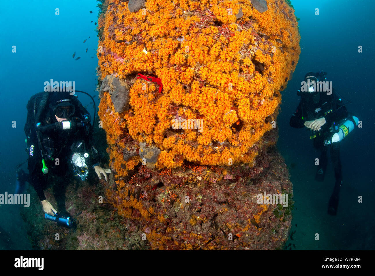 Reabreather les plongeurs et mur recouvert avec cluster jaune Parazoanthus axinellae (anémone) l'île d'Ischia, Italie, Méditerranée, Mer Tyrrhénienne Banque D'Images