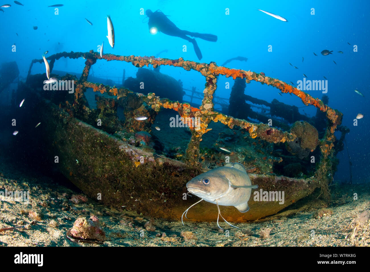 Scuba Diver et Forkbeard (Phycis phycis) sur Teti épave, l'île de Vis, Croatie, Mer Adriatique, Mer Méditerranée Banque D'Images