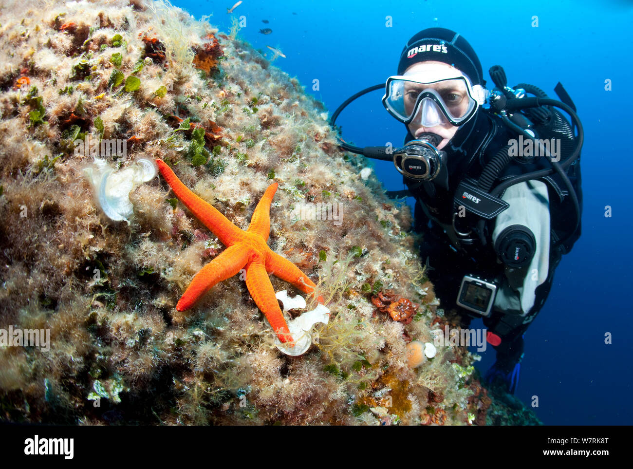 Scuba Diver et étoile de mer (Hacelia attenuata) Stupiste hors site de plongée, l'île de Vis, Croatie, Mer Adriatique, Mer Méditerranée Banque D'Images