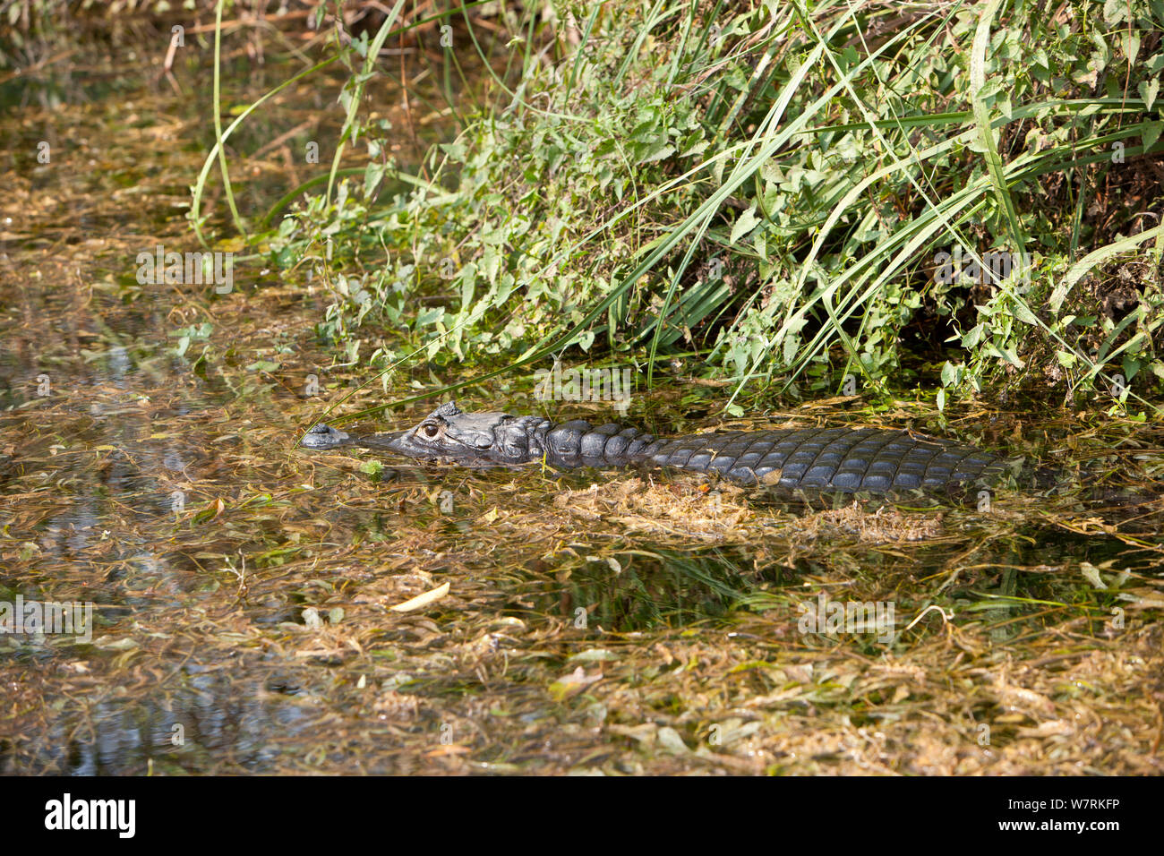 Caiman nain de Cuvier (Paleosuchus palpebrosus) Recanto Ecologico, Rio da Prata, bonite, Mato Grosso do Sul, Brésil Banque D'Images