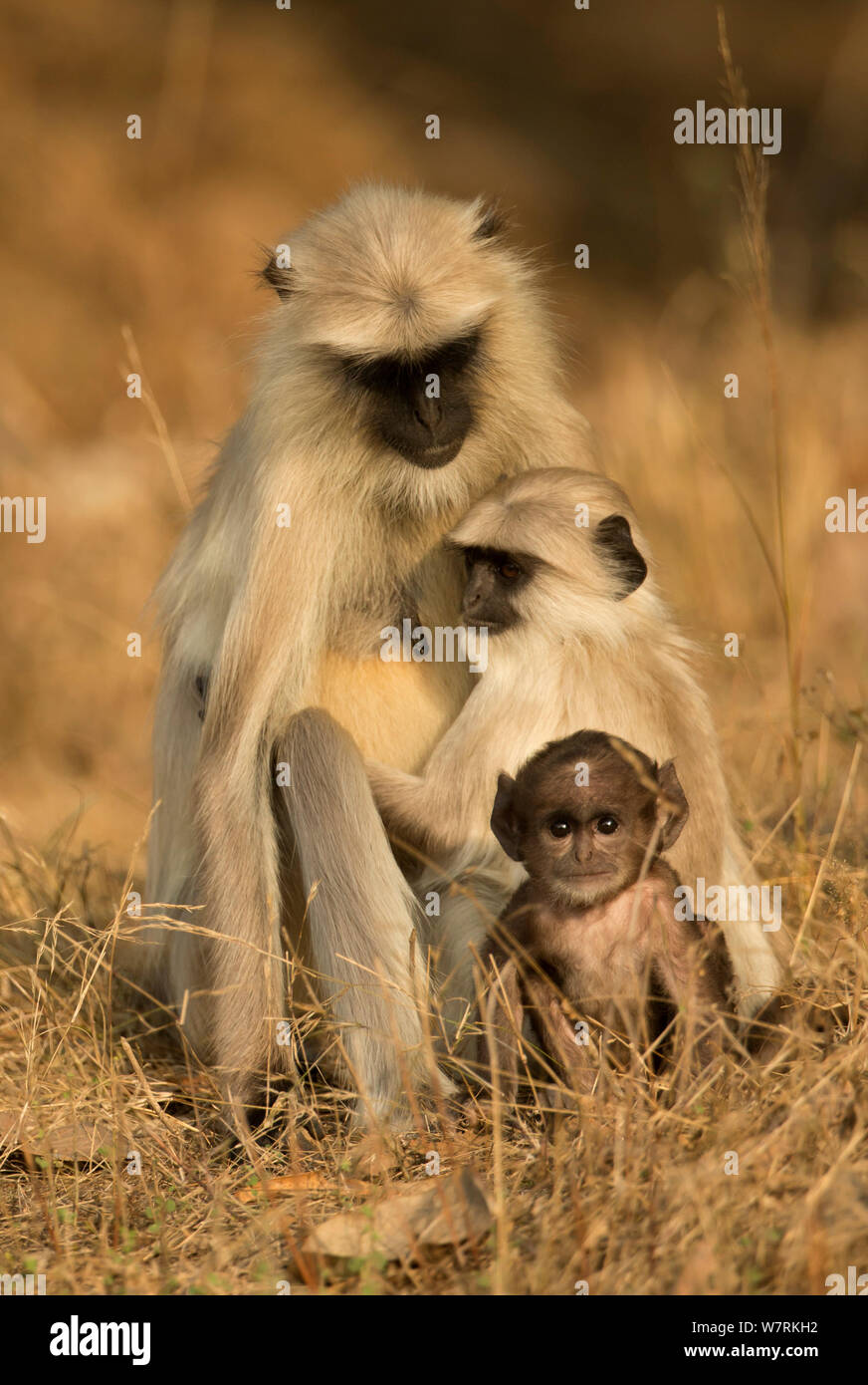 Famille d'Hanuman / Northern Plains langurs gris (Semnopithecus animaux singe), Bandhavgarh National Park, Inde. Banque D'Images