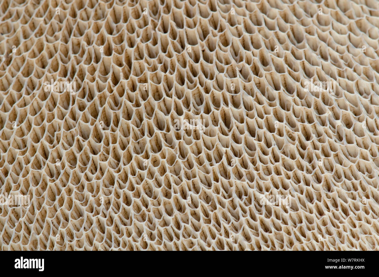 Tubes de spores sur la face inférieure d'une il champignon Bolet (Boletus), Surrey, Angleterre, Royaume-Uni, novembre. Banque D'Images