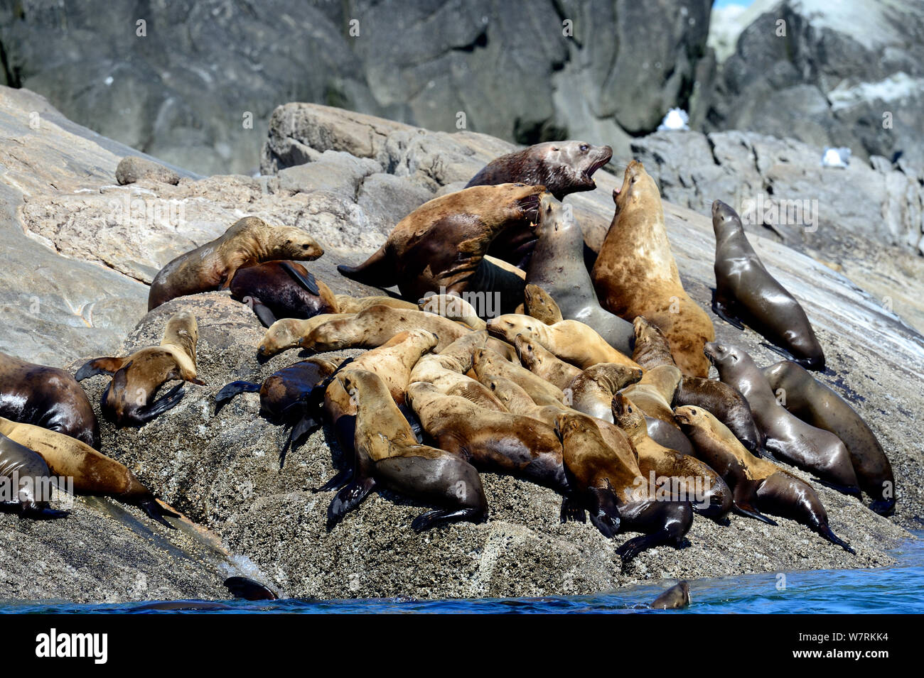Deux hommes de l'otarie de Steller (Eumetopias jubatus) combats entre un groupe de femelles et de jeunes sortis de l'eau à une rookery, Prince Rupert, en Colombie-Britannique, Canada, juin. Banque D'Images