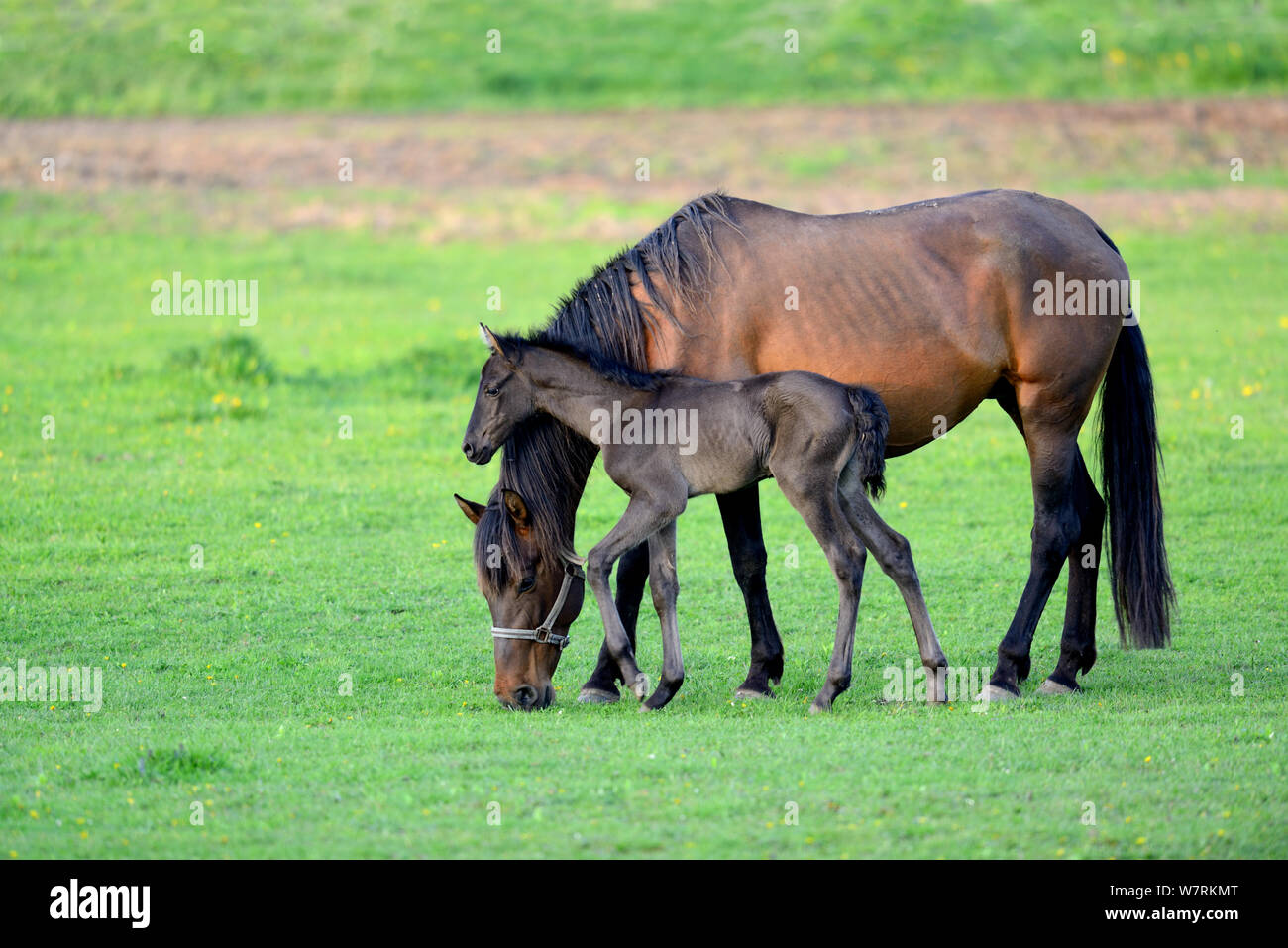 Jument Andalouse pure race (Equus caballus) avec cinq jours poulain dans un champ, Alsace, France, mai. Banque D'Images