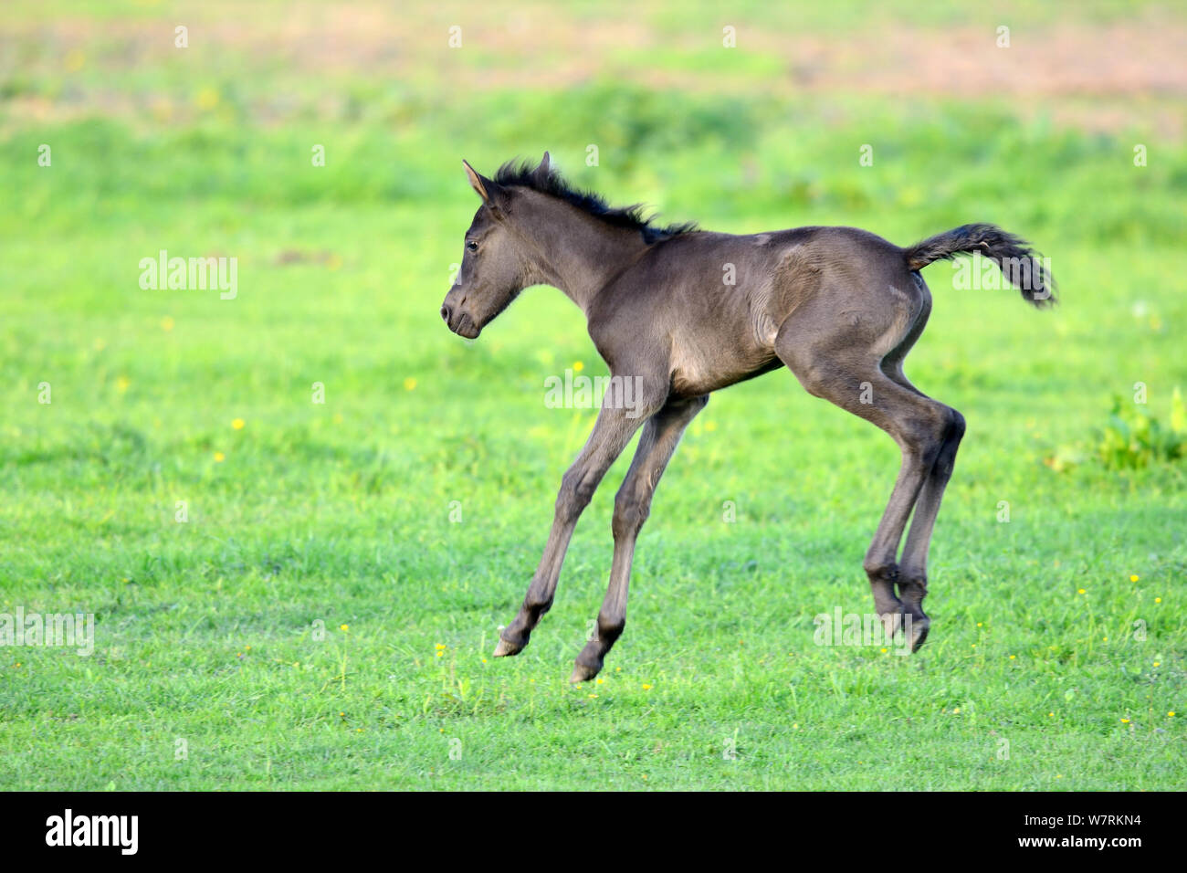 Cinq jours de pur-sang ancien poulain andalou (Equus caballus) jouant dans un champ, Alsace, France, mai. Banque D'Images Cinq jours de pur-sang ancien poulain andalou (Equus caballus) jouant dans un champ, Alsace, France, mai. Banque D'Images