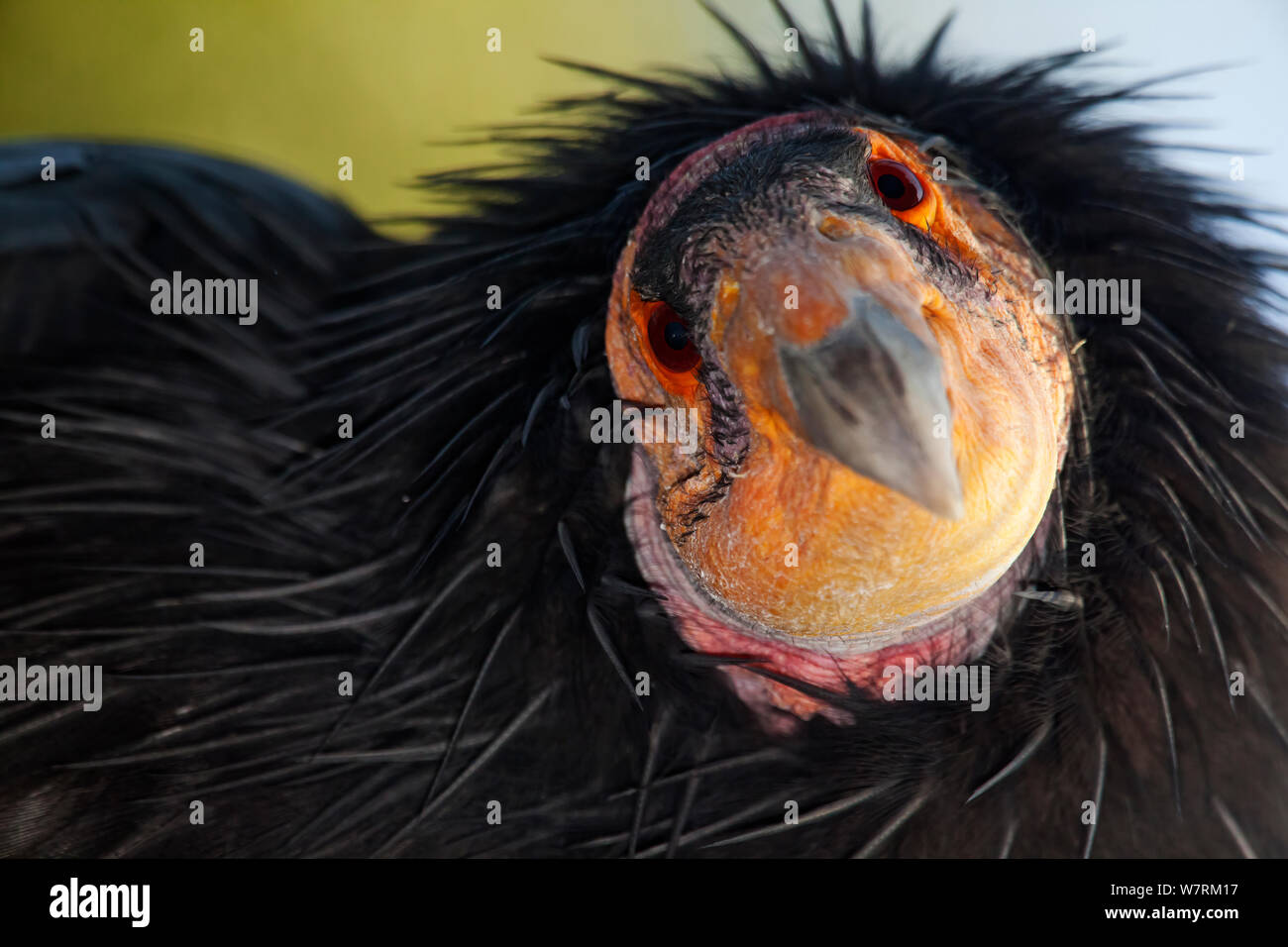 Condor de Californie (Gymnogyps californianus), l'UICN En danger critique d'extinction, en captivité. Banque D'Images