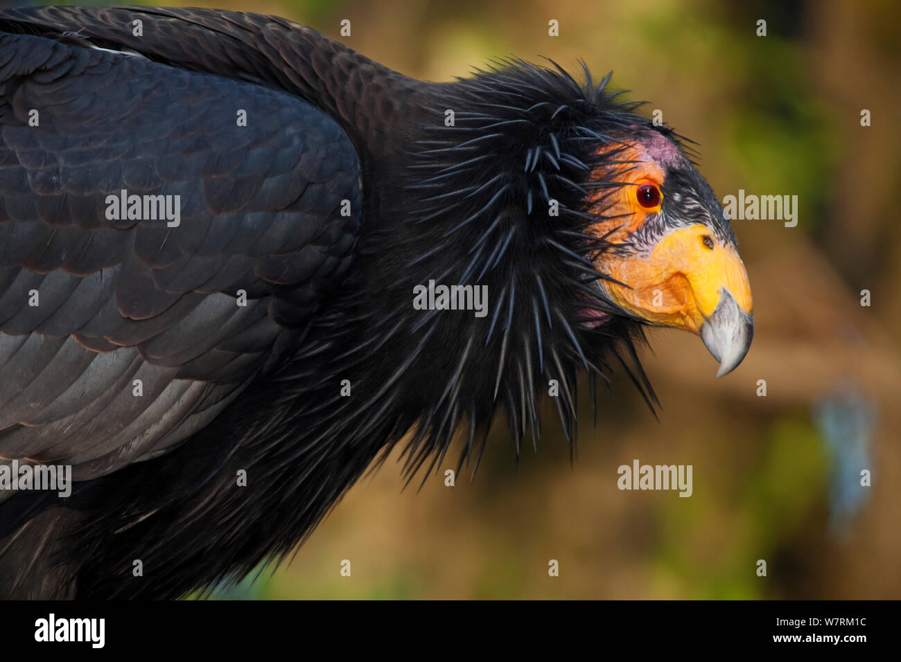 Condor de Californie (Gymnogyps californianus), l'UICN En danger critique d'extinction, en captivité. Banque D'Images