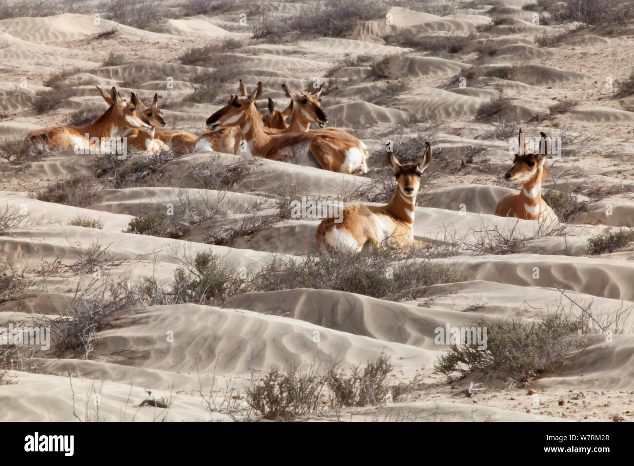 Les antilopes pronghorn péninsulaire (Antilocapra americana peninsularis), projet de récupération de l'antilocapre péninsulaire, Réserve de la biosphère de Vizcaino, péninsule de Basse-Californie, Mexique, avril Banque D'Images