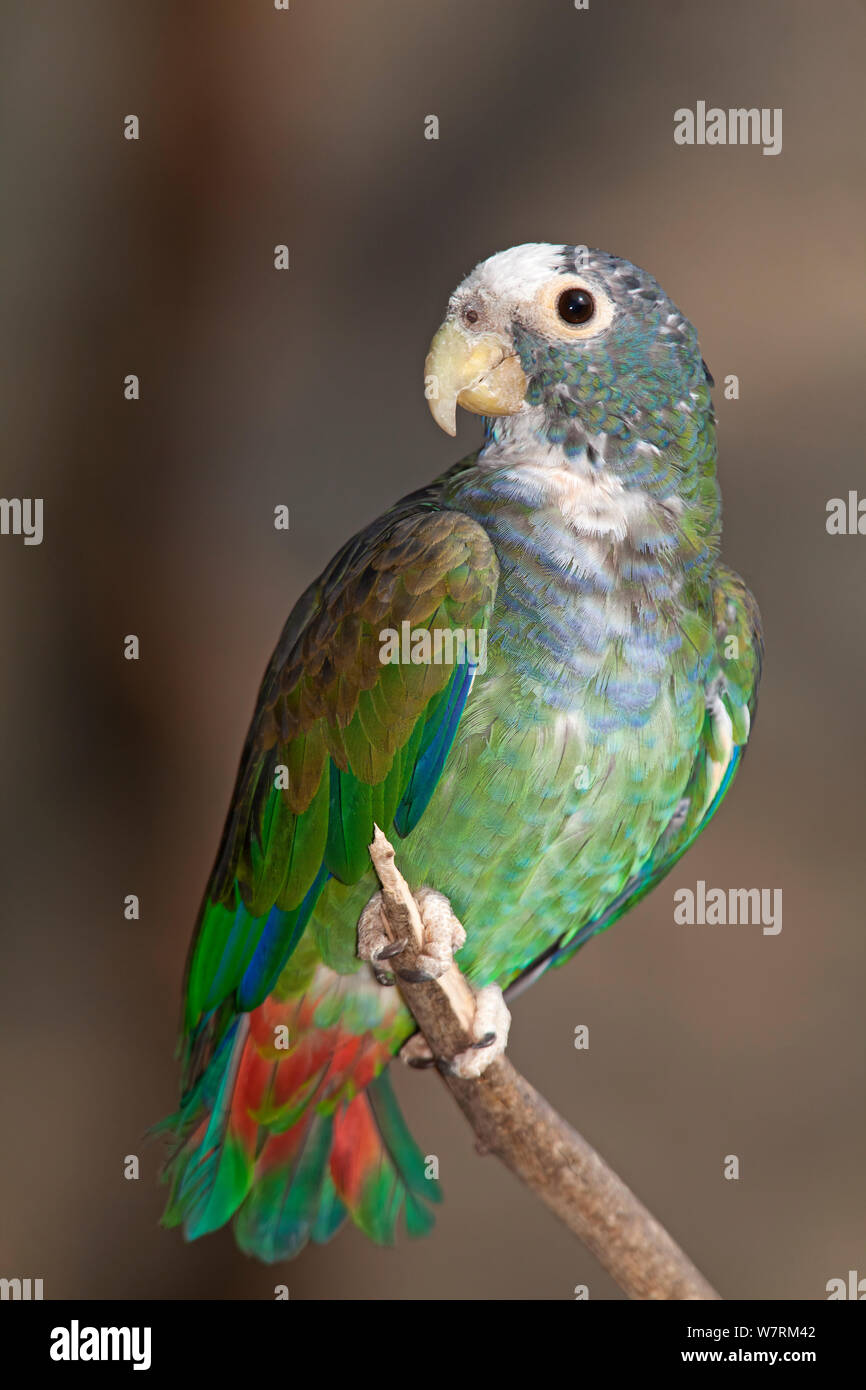 White parrot (Pionus senilis couronné), en captivité. Banque D'Images