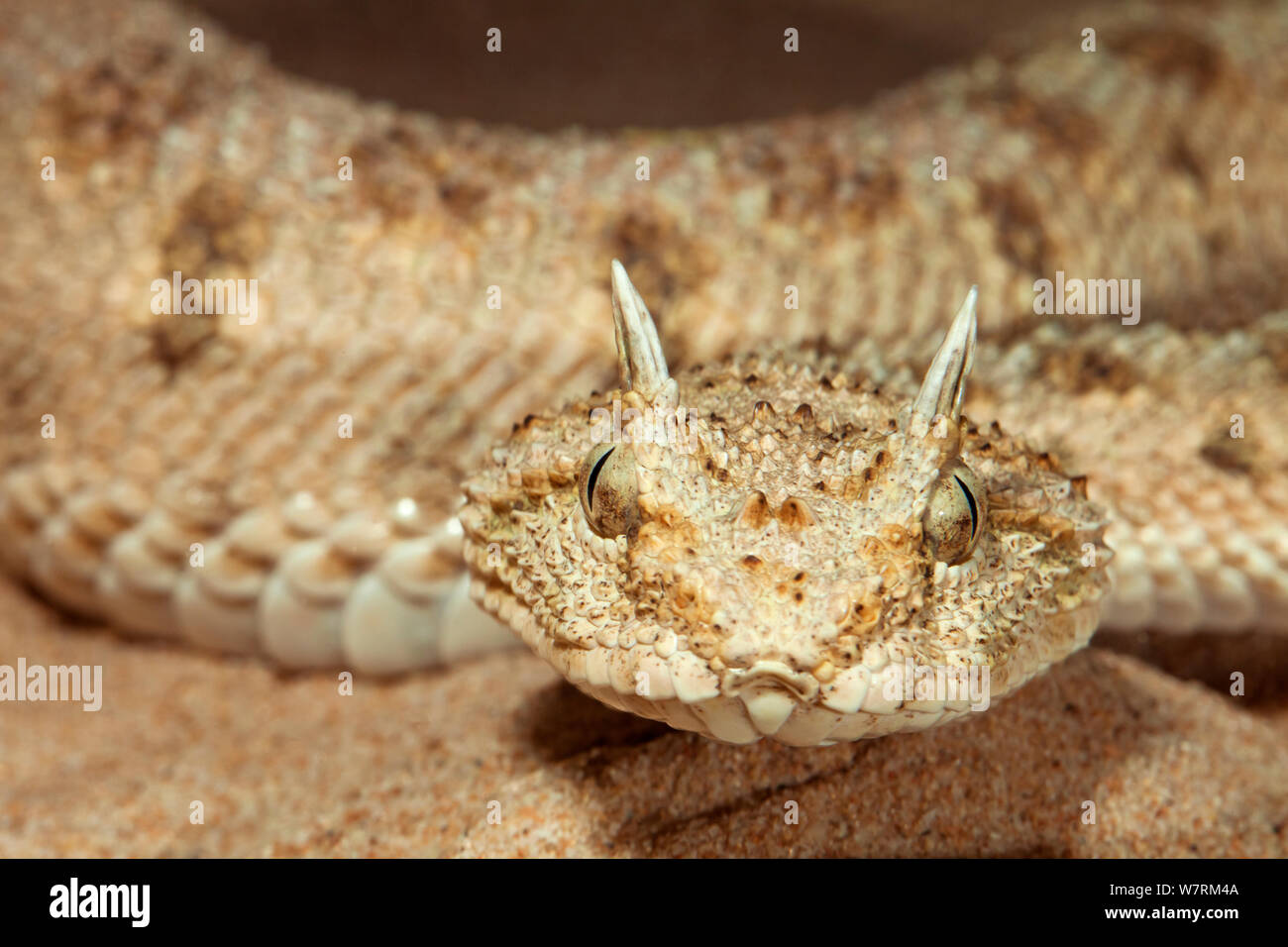 Vipère à cornes d'Afrique (Cerastes cerastes), en captivité. Banque D'Images