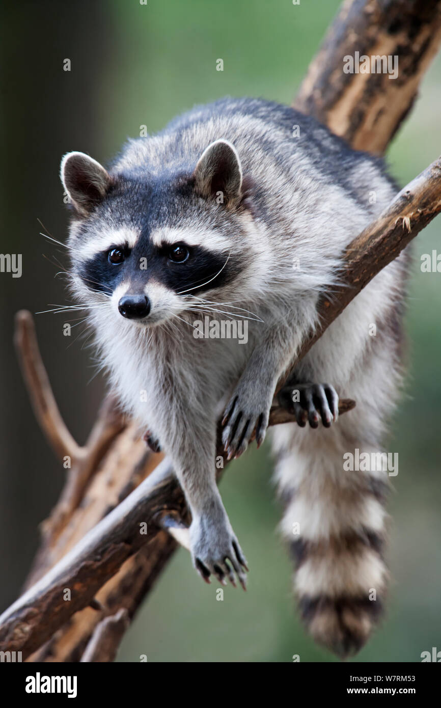 Raton laveur (Procyon lotor), en captivité. Banque D'Images