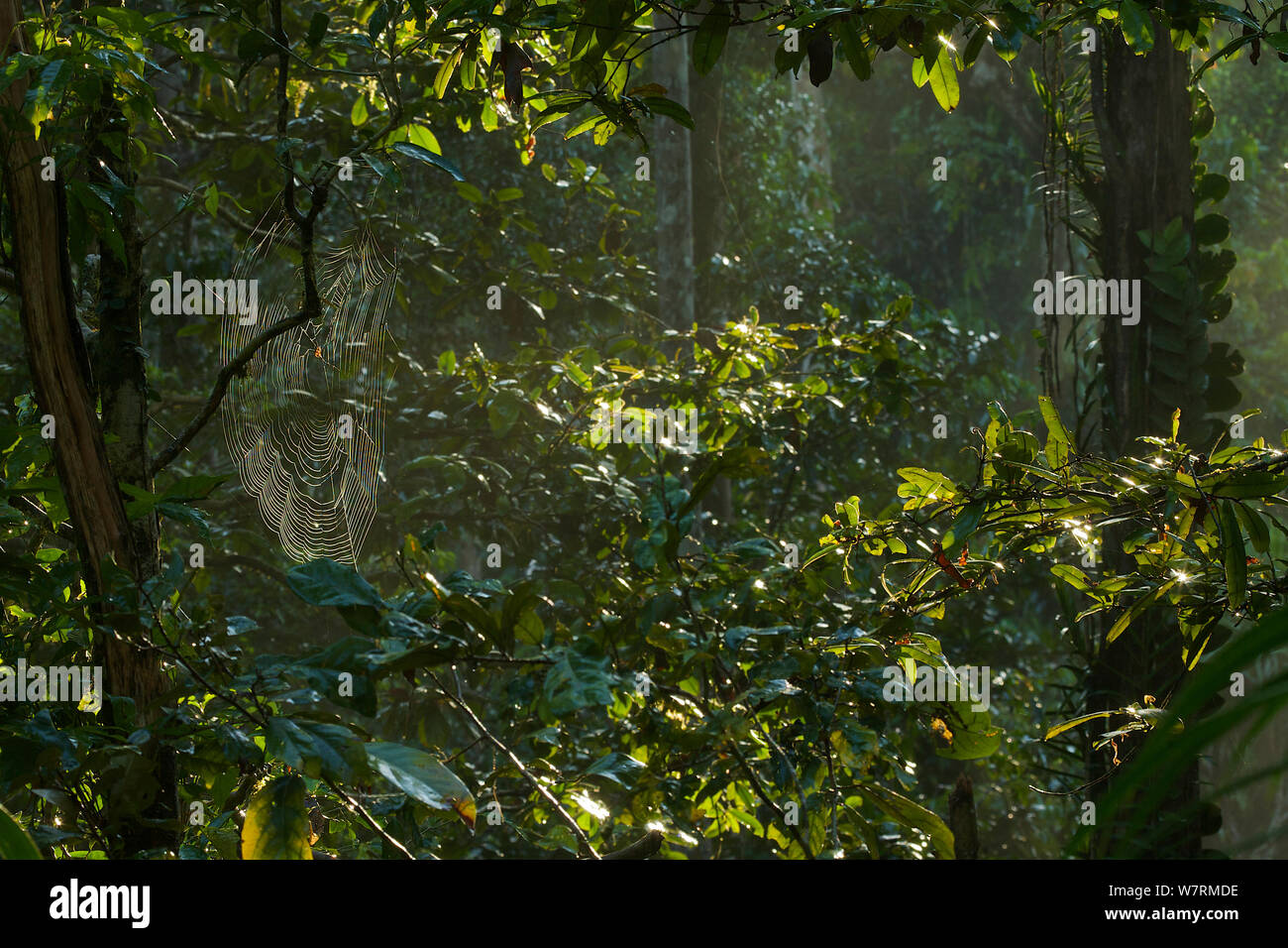 La lumière tôt le matin dans la forêt tropicale de l'île de Halmahera, Moluques en Indonésie. Juillet 2008 Banque D'Images