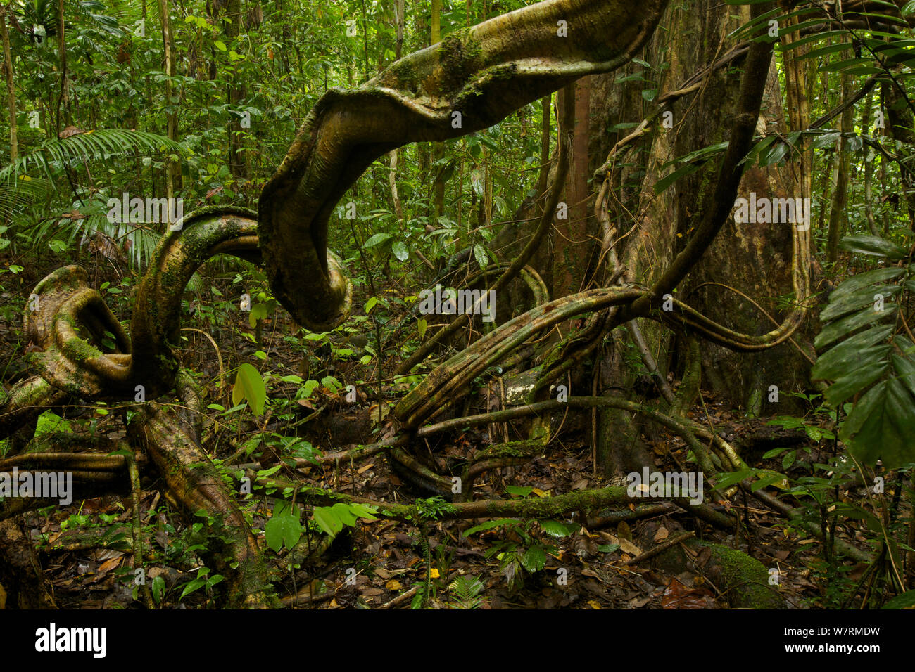 La forêt tropicale de plaine vue intérieure avec lianes (Bauhinia sp. ) Autour de la base d'un grand arbre. La Papouasie-Nouvelle-Guinée, de l'Ouest Banque D'Images