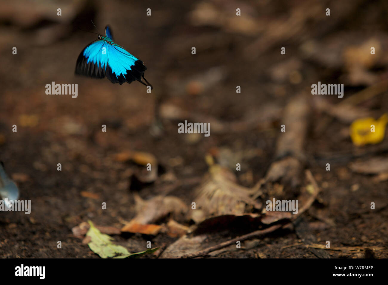 Blue Mountain (Papilio ulysses) papillon au vol, la Papouasie Occidentale Banque D'Images