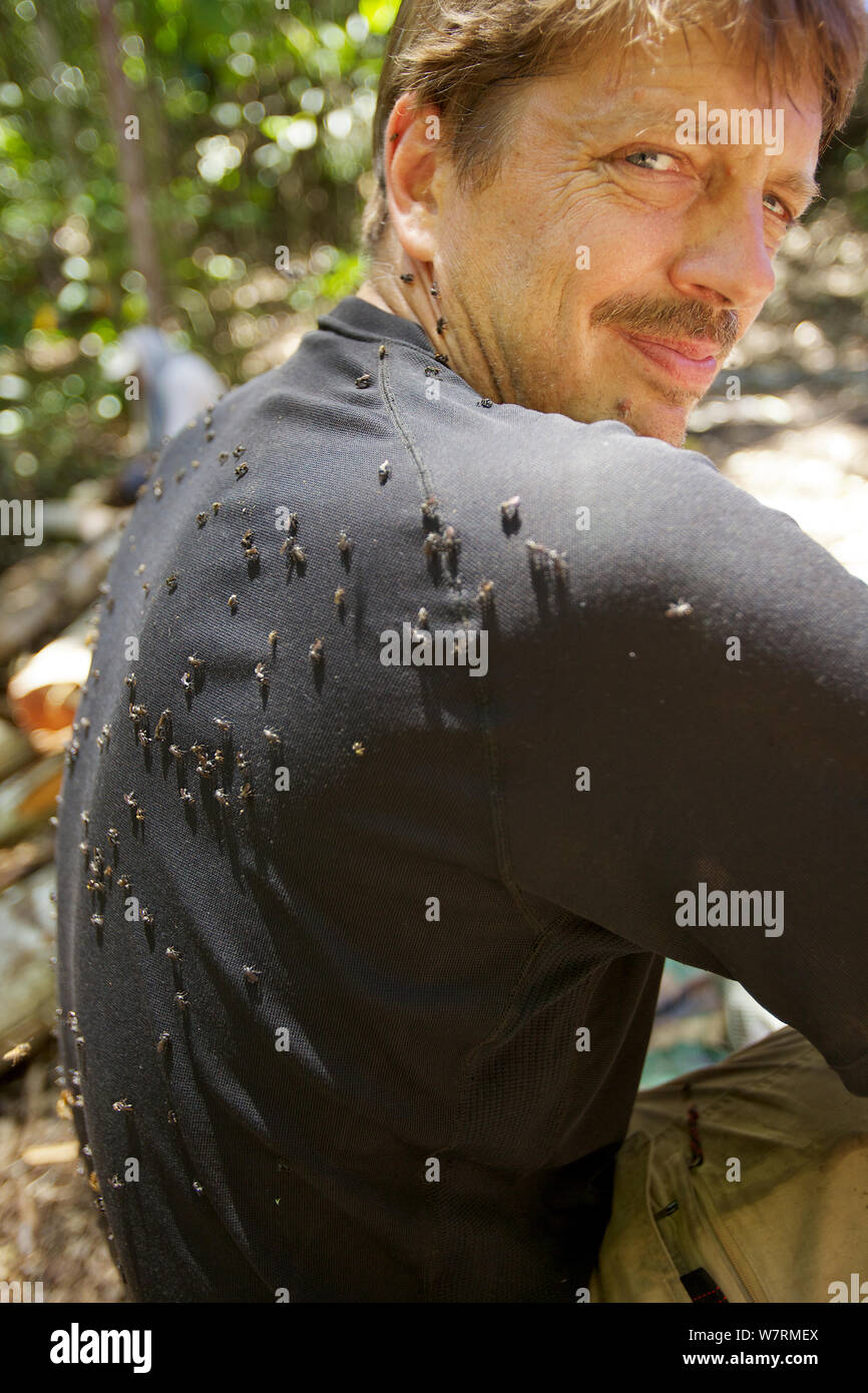 Photographe Tim Laman avec son dos couvert de sueur d'abeilles dans la forêt, Senopi Péninsule Vogelkop, en Papouasie occidentale. Banque D'Images